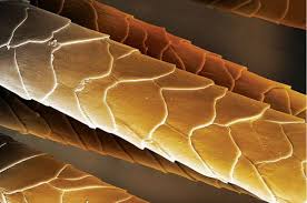 Нормальная структура волоса под линзой микроскопа
